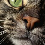 Pin en Salvataggi rapidi